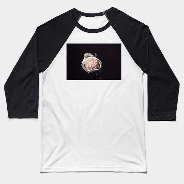 White rose on black background Baseball T-Shirt by blossomcophoto